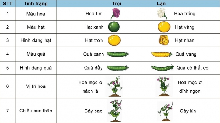 Giáo án điện tử KHTN 9 chân trời - Phân môn Sinh học Bài 36: Các quy luật di truyền của Mendel