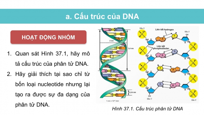 Giáo án điện tử KHTN 9 chân trời - Phân môn Sinh học Bài 37: Nucleic acid và ứng dụng