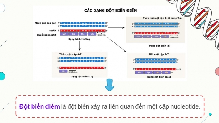 Giáo án điện tử KHTN 9 chân trời - Phân môn Sinh học Bài 38: Đột biến gene