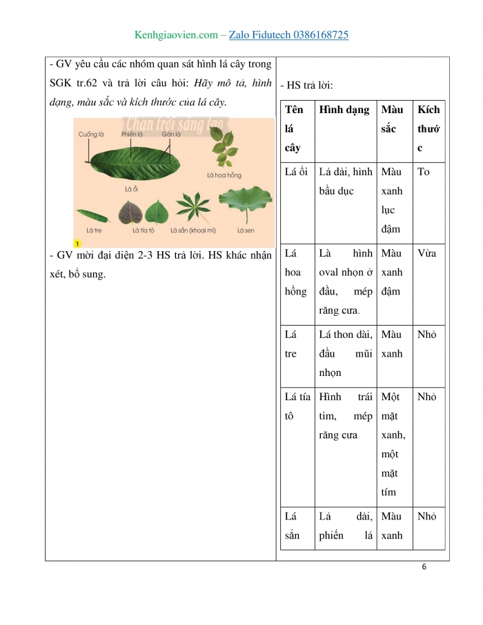 Giáo án và PPT Tự nhiên và Xã hội 3 chân trời Bài 15: Lá, thân, rễ của thực vật