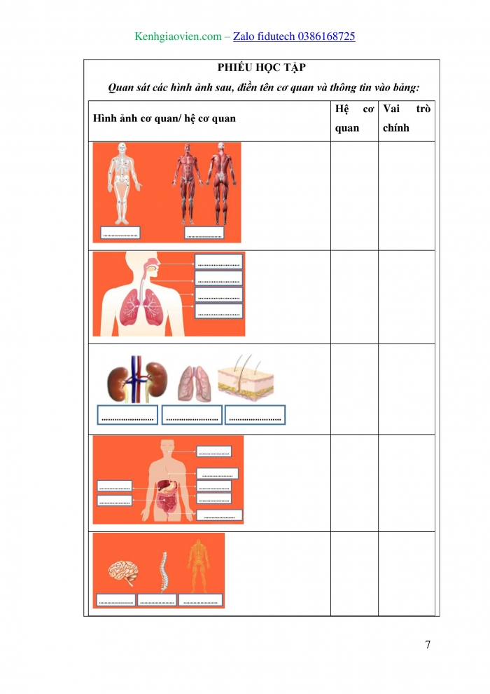 Giáo án và PPT KHTN 8 kết nối Bài 30: Khái quát về cơ thể người