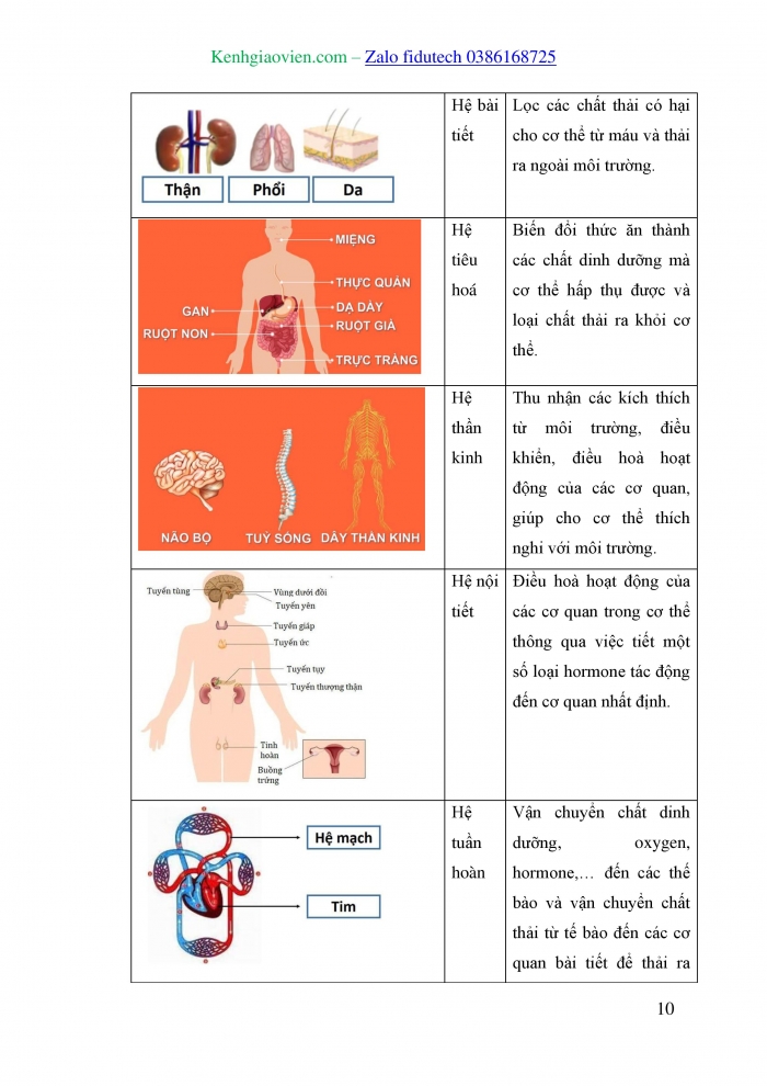 Giáo án và PPT KHTN 8 kết nối Bài 30: Khái quát về cơ thể người