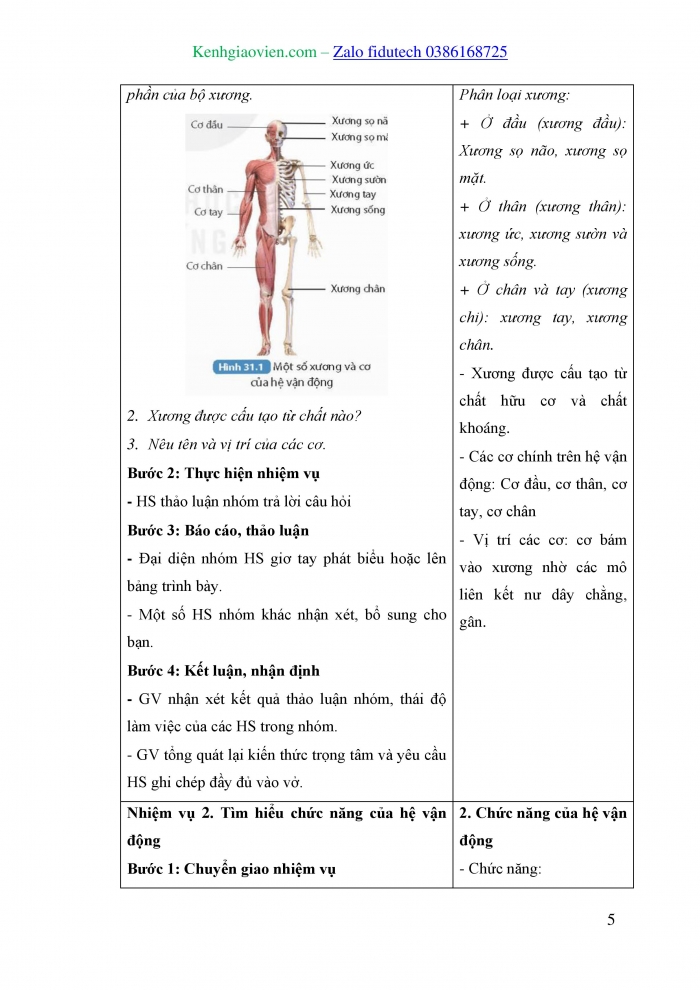 Giáo án và PPT KHTN 8 kết nối Bài 31: Hệ vận động ở người