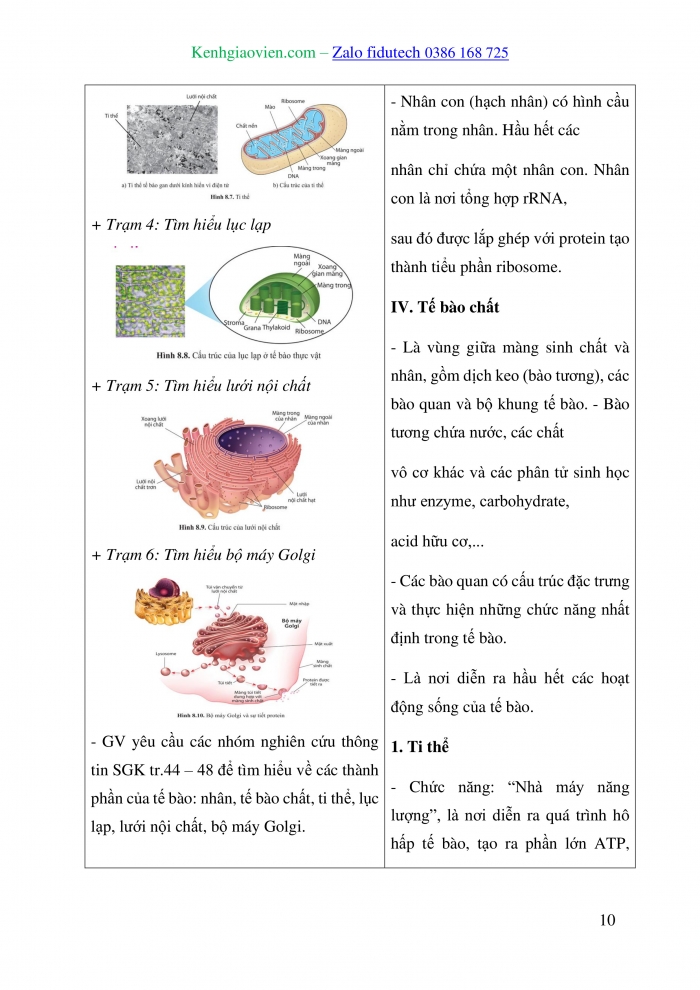 Giáo án và PPT Sinh học 10 cánh diều Bài 8: Cấu trúc của tế bào nhân thực