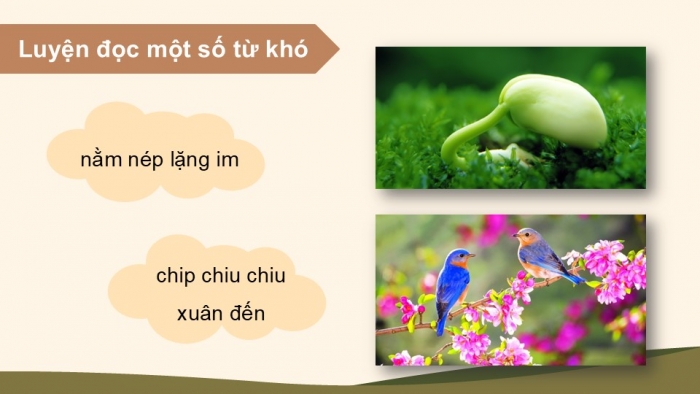 Giáo án điện tử Tiếng Việt 5 kết nối Bài 13: Mầm non