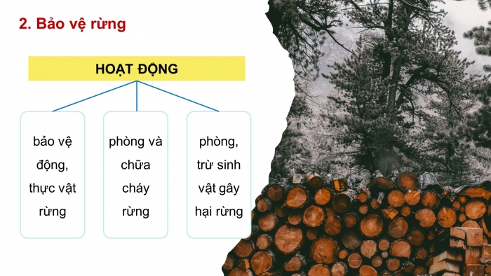 Giáo án điện tử Công nghệ 12 Lâm nghiệp - Thủy sản Kết nối Bài 2: Các hoạt động lâm nghiệp cơ bản và nguyên nhân chủ yếu làm suy thoái tài nguyên rừng