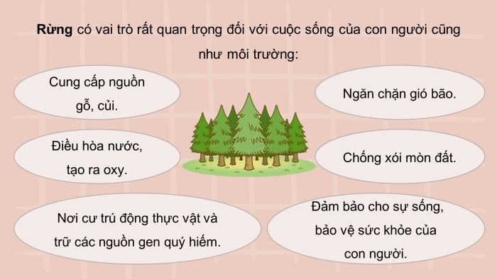 Giáo án điện tử Công nghệ 12 Lâm nghiệp - Thủy sản Kết nối Bài 3: Vai trò, nhiệm vụ của trồng và chăm sóc rừng