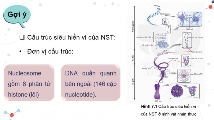 Giáo án điện tử Sinh học 12 kết nối Bài 7: Cấu trúc và chức năng của nhiễm sắc thể