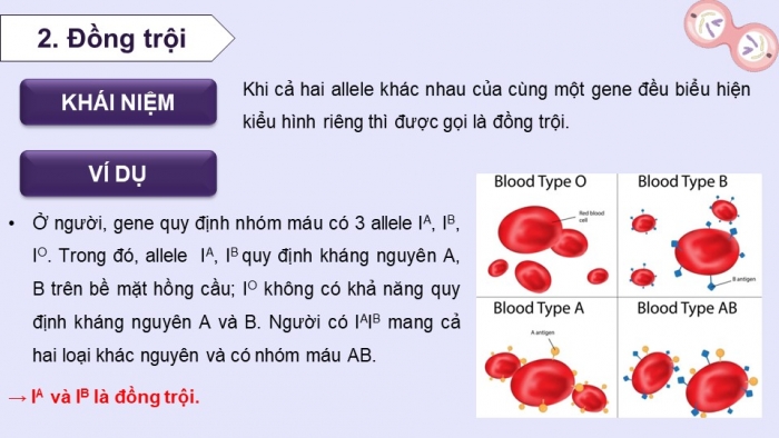 Giáo án điện tử Sinh học 12 kết nối Bài 9: Mở rộng học thuyết Mendel