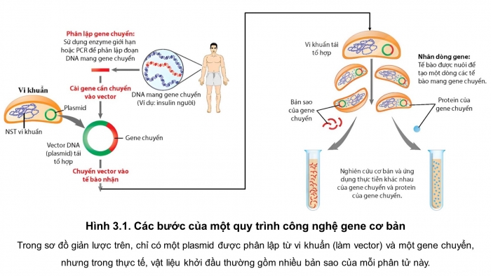 Giáo án điện tử chuyên đề sinh học 12 kết nối bài 3: Công nghệ gene