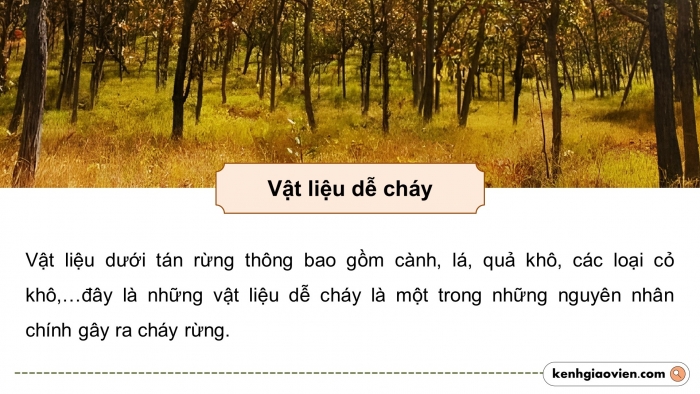 Giáo án điện tử chuyên đề công nghệ 12 lâm nghiệp - thuỷ sản kết nối bài 3: Công nghệ sinh học trong sản xuất chế phẩm vi sinh phục vụ lâm nghiệp