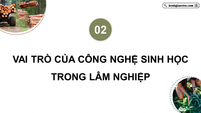 Giáo án điện tử chuyên đề Công nghệ 12 Lâm nghiệp Thuỷ sản Cánh diều Bài 1: Vai trò của công nghệ sinh học trong lâm nghiệp