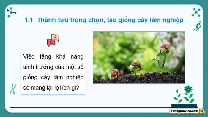 Giáo án điện tử chuyên đề Công nghệ 12 Lâm nghiệp Thuỷ sản Cánh diều Bài 2: Thành tựu và triển vọng của công nghệ sinh học trong lâm nghiệp