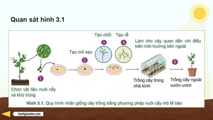 Giáo án điện tử chuyên đề Công nghệ 12 Lâm nghiệp Thuỷ sản Cánh diều Bài 3: Ứng dụng của công nghệ sinh học trong lâm nghiệp