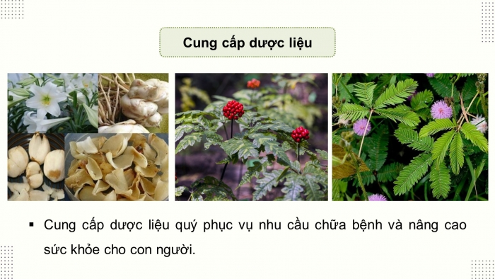 Giáo án điện tử Công nghệ 12 Lâm nghiệp - Thủy sản Kết nối Bài 1: Vai trò và triển vọng của lâm nghiệp