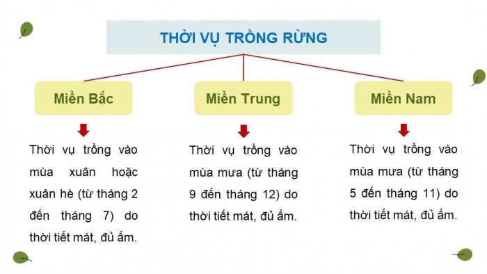 Giáo án điện tử Công nghệ 12 Lâm nghiệp - Thủy sản Kết nối Bài 5: Kĩ thuật trồng và chăm sóc rừng