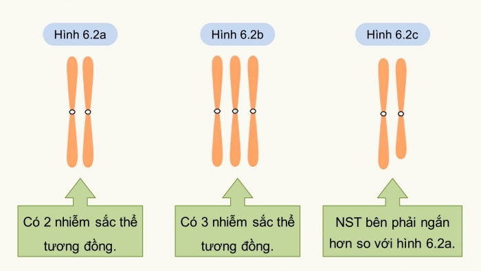 Giáo án điện tử Sinh học 12 cánh diều Bài 6: Đột biến nhiễm sắc thể