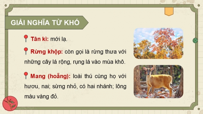 Giáo án điện tử Tiếng Việt 5 kết nối Bài 10: Kì diệu rừng xanh