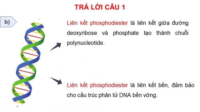 Giáo án điện tử Sinh học 12 chân trời Bài 1: Gene và cơ chế truyền thông tin di truyền