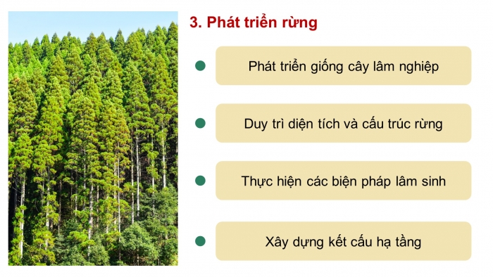 Giáo án điện tử Công nghệ 12 Lâm nghiệp - Thủy sản Kết nối Bài 2: Các hoạt động lâm nghiệp cơ bản và nguyên nhân chủ yếu làm suy thoái tài nguyên rừng