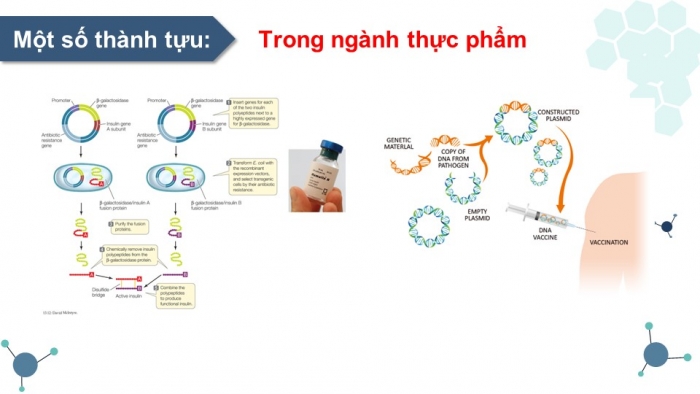 Giáo án điện tử Sinh học 12 kết nối Bài 5: Công nghệ di truyền