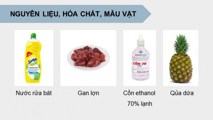 Giáo án điện tử Sinh học 12 kết nối Bài 6: Thực hành Tách chiết DNA