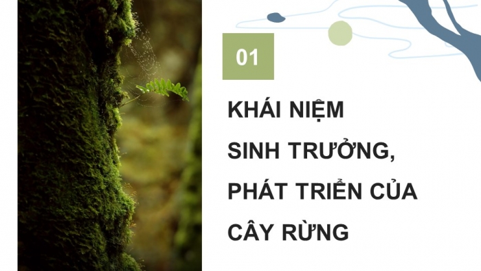 Giáo án điện tử Công nghệ 12 Lâm nghiệp Thủy sản Cánh diều Bài 4: Sinh trưởng và phát triển của cây rừng