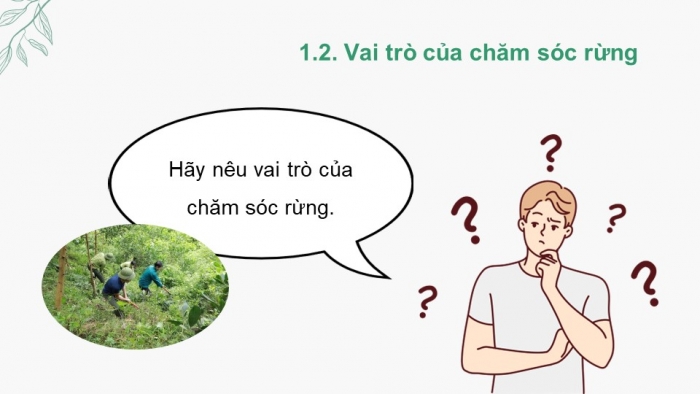 Giáo án điện tử Công nghệ 12 Lâm nghiệp Thủy sản Cánh diều Bài 5: Hoạt động trồng và chăm sóc rừng