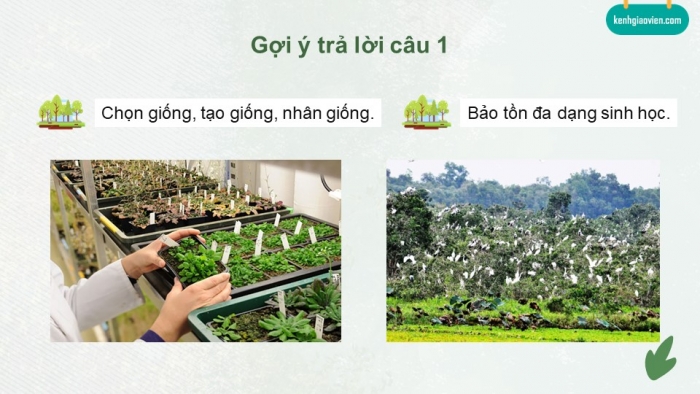 Giáo án điện tử chuyên đề Công nghệ 12 Lâm nghiệp Thuỷ sản Cánh diều Ôn tập CĐ 1