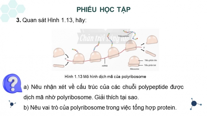 Giáo án điện tử Sinh học 12 chân trời Bài 1: Gene và cơ chế truyền thông tin di truyền (P2)