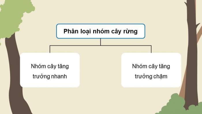 Giáo án điện tử Công nghệ 12 Lâm nghiệp - Thủy sản Kết nối Bài 4: Quy luật sinh trưởng và phát triển của cây rừng