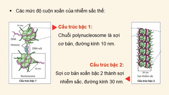 Giáo án điện tử Sinh học 12 cánh diều Bài 5: Nhiễm sắc thể và cơ chế di truyền nhiễm sắc thể