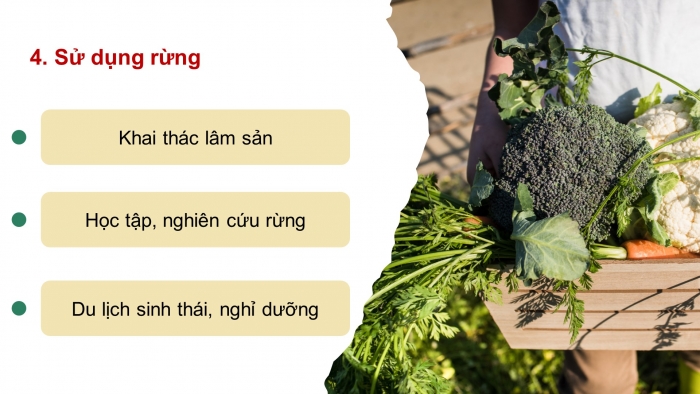 Giáo án điện tử Công nghệ 12 Lâm nghiệp - Thủy sản Kết nối Bài 2: Các hoạt động lâm nghiệp cơ bản và nguyên nhân chủ yếu làm suy thoái tài nguyên rừng