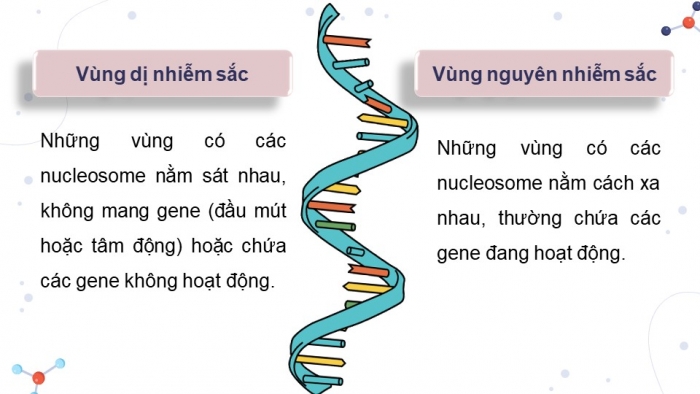 Giáo án điện tử Sinh học 12 kết nối Bài 7: Cấu trúc và chức năng của nhiễm sắc thể