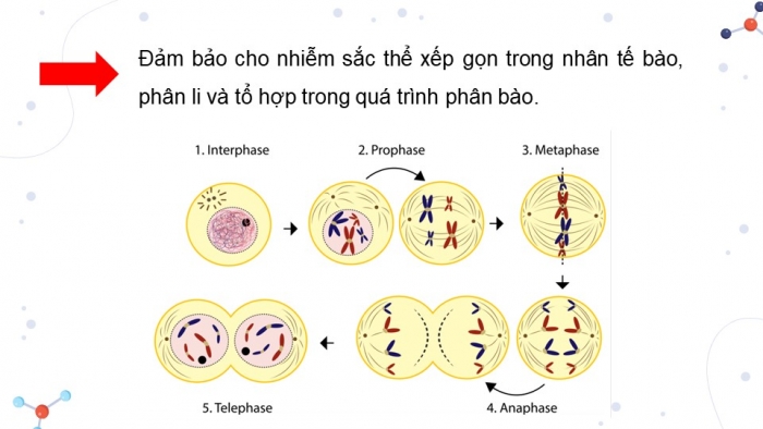 Giáo án điện tử Sinh học 12 chân trời Bài 5: Nhiễm sắc thể và đột biến nhiễm sắc thể