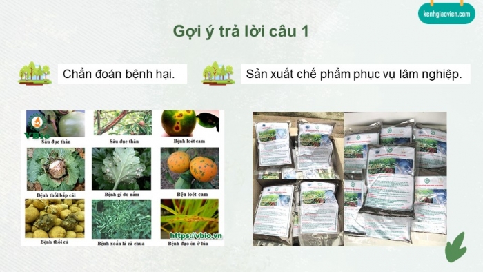 Giáo án điện tử chuyên đề Công nghệ 12 Lâm nghiệp Thuỷ sản Cánh diều Ôn tập CĐ 1