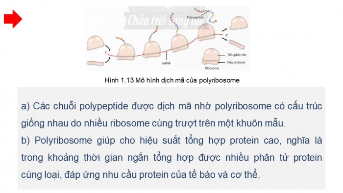 Giáo án điện tử Sinh học 12 chân trời Bài 1: Gene và cơ chế truyền thông tin di truyền (P2)