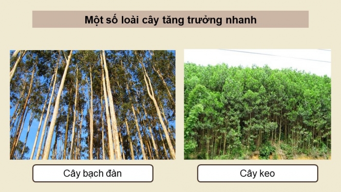 Giáo án điện tử Công nghệ 12 Lâm nghiệp - Thủy sản Kết nối Bài 4: Quy luật sinh trưởng và phát triển của cây rừng