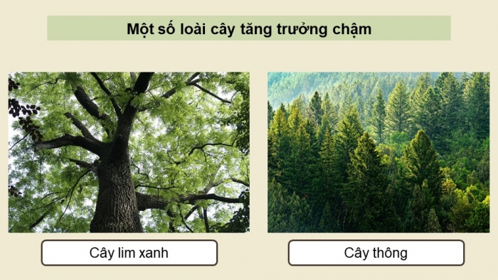 Giáo án điện tử Công nghệ 12 Lâm nghiệp - Thủy sản Kết nối Bài 4: Quy luật sinh trưởng và phát triển của cây rừng