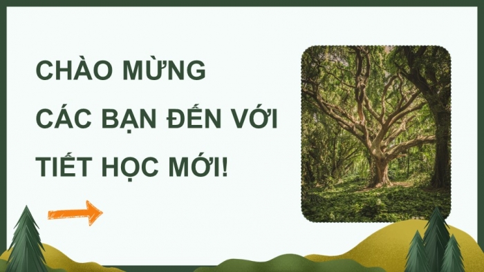 Giáo án điện tử Công nghệ 12 Lâm nghiệp Thủy sản Cánh diều Bài 7: Thực trạng trồng, chăm sóc, bảo vệ và khai thác rừng