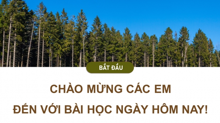 Giáo án điện tử Công nghệ 12 Lâm nghiệp Thủy sản Cánh diều Bài 1: Vai trò và triển vọng của lâm nghiệp