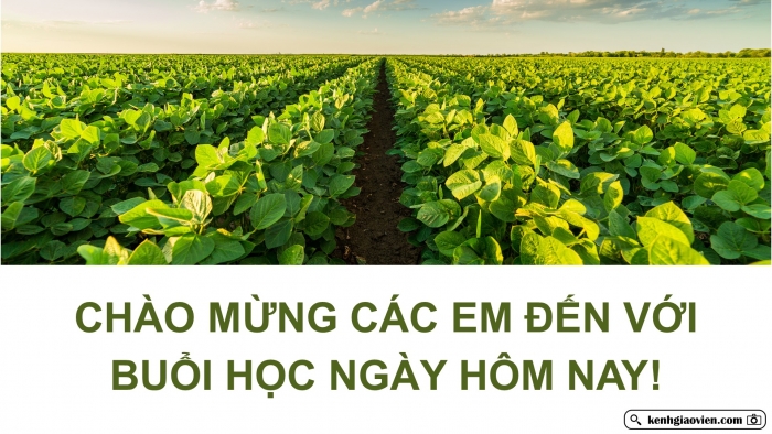 Giáo án điện tử chuyên đề Công nghệ 12 Lâm nghiệp Thuỷ sản Cánh diều Bài 1: Vai trò của công nghệ sinh học trong lâm nghiệp