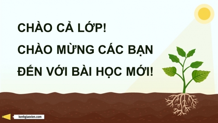 Giáo án điện tử chuyên đề Công nghệ 12 Lâm nghiệp Thuỷ sản Cánh diều Bài 3: Ứng dụng của công nghệ sinh học trong lâm nghiệp