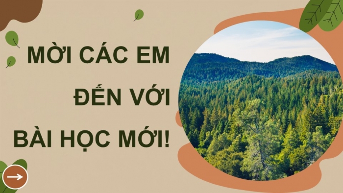 Giáo án điện tử Công nghệ 12 Lâm nghiệp - Thủy sản Kết nối Bài 5: Kĩ thuật trồng và chăm sóc rừng