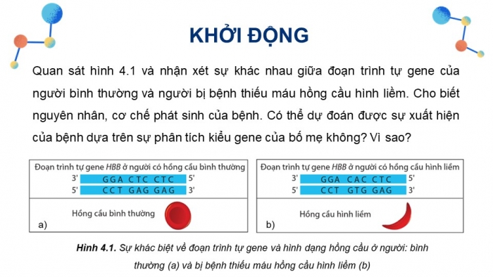 Giáo án điện tử Sinh học 12 cánh diều Bài 4: Đột biến gene