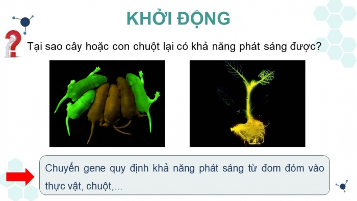 Giáo án điện tử Sinh học 12 kết nối Bài 5: Công nghệ di truyền