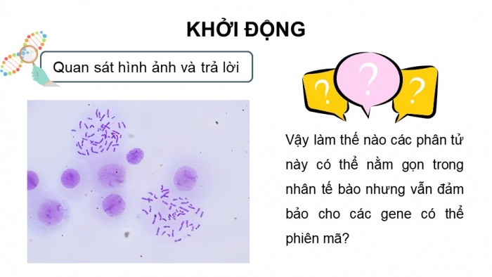 Giáo án điện tử Sinh học 12 kết nối Bài 7: Cấu trúc và chức năng của nhiễm sắc thể