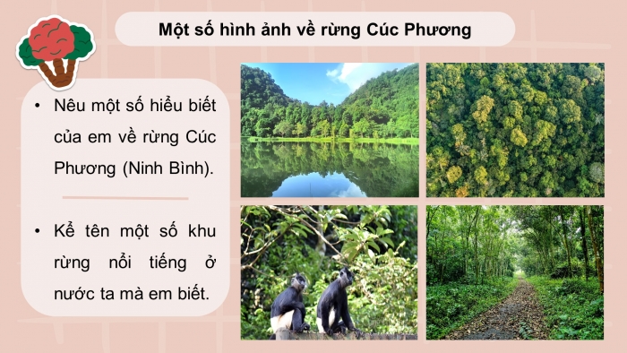 Giáo án điện tử Công nghệ 12 Lâm nghiệp - Thủy sản Kết nối Bài 3: Vai trò, nhiệm vụ của trồng và chăm sóc rừng