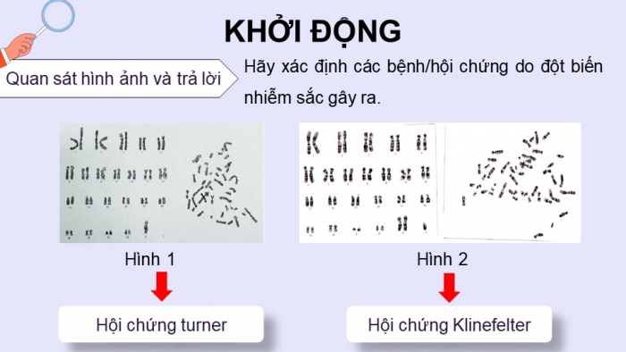 Giáo án điện tử Sinh học 12 chân trời Bài 6: Thực hành Quan sát đột biến nhiễm sắc thể, Tìm hiểu tác hại gây đột biến của một số chất độc