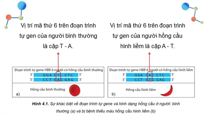 Giáo án điện tử Sinh học 12 cánh diều Bài 4: Đột biến gene